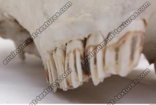 animal skull teeth 0010